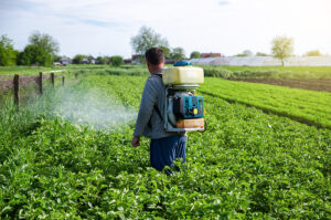 a farmer sprays pesticides on plantation. use of chemicals for p