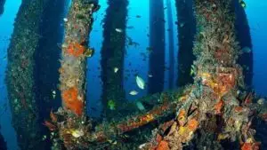 biofouling
